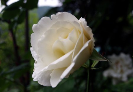 I fiori di Brosso - bianca, 1, rosa, incontaminata