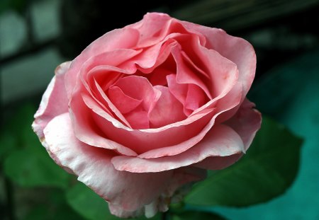 I fiori di Brosso - con petali, arrotondati, 1, rosa