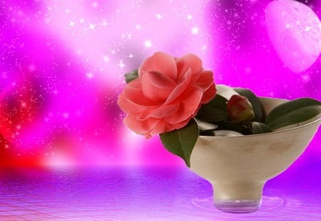 Lonely flower in a pot - pretty, lonely, pink, reflection, stars, leaves, flowers, fresh, red, nice, pot, delicate, water, beautiful, wet, petals, rose, tender