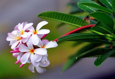 Twig flower - pretty, summer, beautiful, spring, lovely, flower, leaves, fresh, nature, twig, green, nice