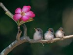 Three birds with flower