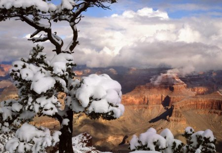 Winter in the Grand Canyon - snow, rock, fir, landscape, tree, winter in the grand canyon, nature, view, spruce, mountains, sky, canyon