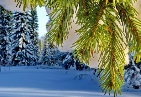 winter image - winter image, star, trees, twig, snow white, winter, spruce