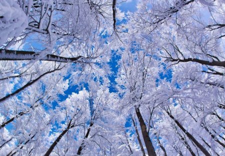 Looking Up Through Trees,Winter - up, looking, trees, winter, through