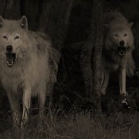 wolves in the forest