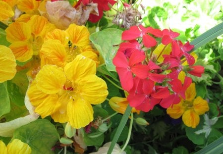 Gratitude of Nature - flowers, yellow, red, green, photography