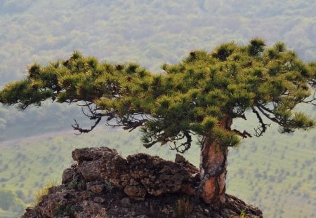 lone windswept evergreen - wind, peak, forest, tree, rocks