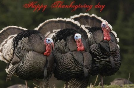 *** Happy Thanksgiving *** - thanksgiving, good, food, happines, turkey, happy