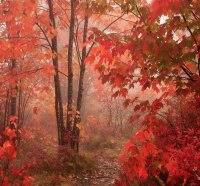 Forest Autumn Road