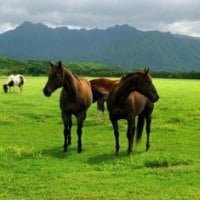 Horses In A Field