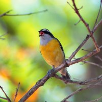 a singing bird colors