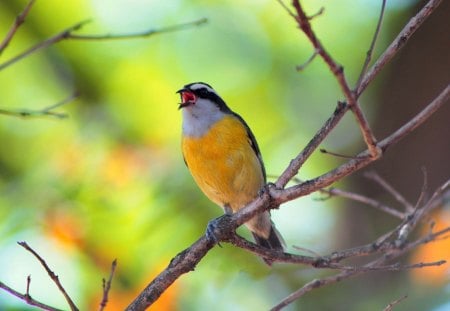 a singing bird colors