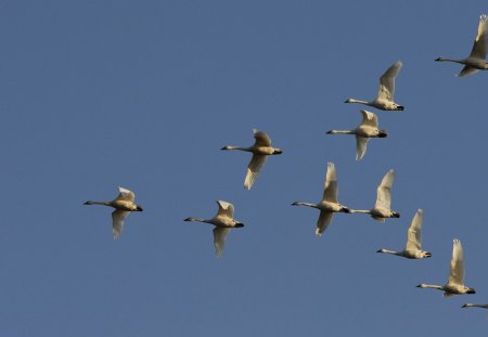 flight of wild geese - geese, blue, wild, flight