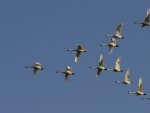 flight of wild geese