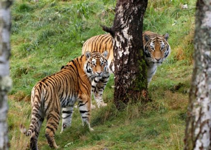 pair of tigers - feline, tigers, cats, pair