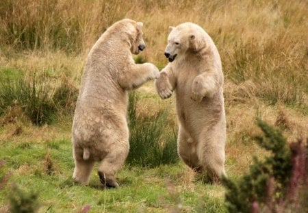 Bears playing in the meadow - bears, meadow, playing, in