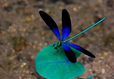 Blue Dragonfly lands on the leaf - leaves, lands, dragonfly, blue