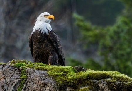 mighty eagle - mighty, eagle, birds