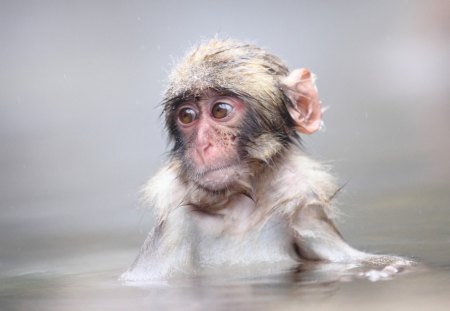 little monkey taking a bath - bath, little, taking, monkey