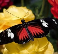 cute butterfly on yellow flower