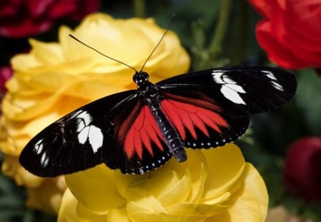 cute butterfly on yellow flower - yellow, on, cute, butterfly, flower