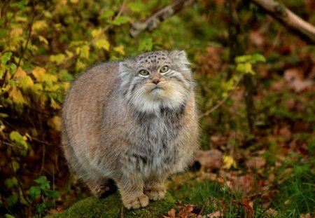 beautiful gray cat - cats, beautiful, cat, gray