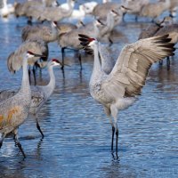 beautiful birds in the water