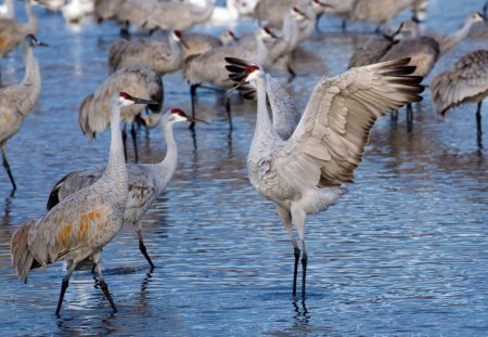 beautiful birds in the water - beautiful, in, water, birds