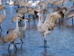 beautiful birds in the water