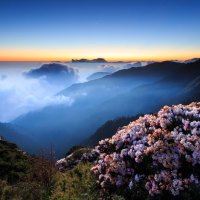 flowers on the mountains above the clouds