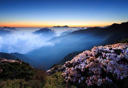 flowers on the mountains above the clouds - mountains, flowers, dusk, clouds