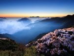 flowers on the mountains above the clouds