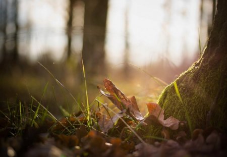 fallen leaves - leaves, fall, forest, nature