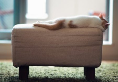 Hannah, by Ben Torode - hannah, animal, kitten, cat, ben torode