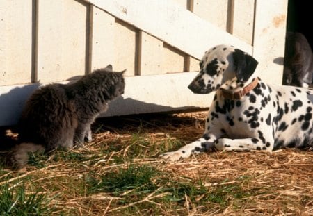 At The Farm - kid safe, farm, cat, dog