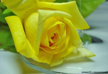 Yellow Rose - flower, yellow, nature, rose