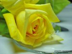 Yellow Rose