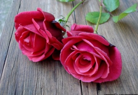 Two Roses - flowers, roses, nature, twins