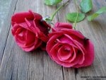 Two Roses