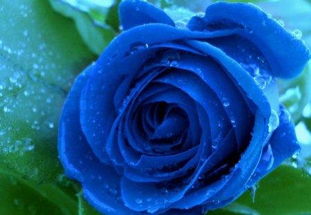 Blue Rose - flower, nature, rose, blue