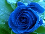 Blue Rose