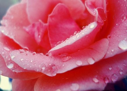 Dew Drop Pink Rose - rose, dew, pink, drop, nature