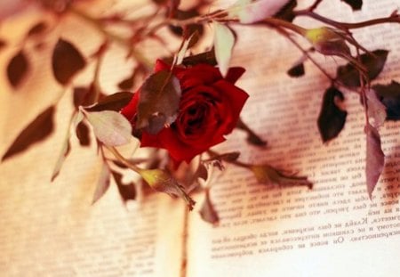 Autumn Story - flower, red, book, autumn