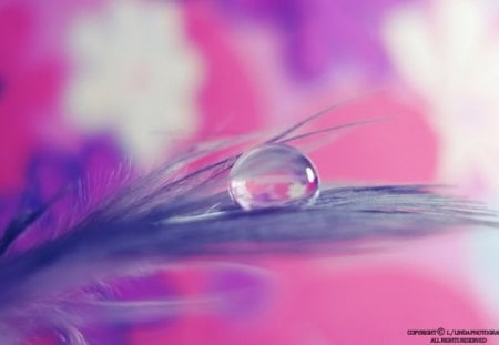 Purple Pink - drop, purple, pink, abstract