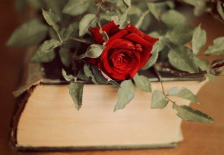 Old Book - rose, flower, red, book