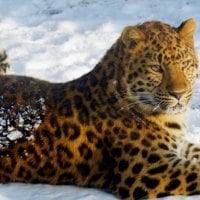 lying in the snow leopard