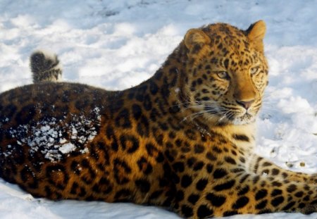 lying in the snow leopard - leopard, wild, lying, snow