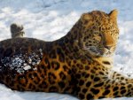 lying in the snow leopard