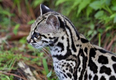 Wildcat in the grass