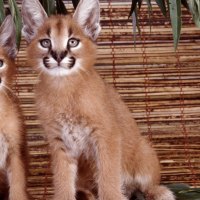 Two cute Linxs